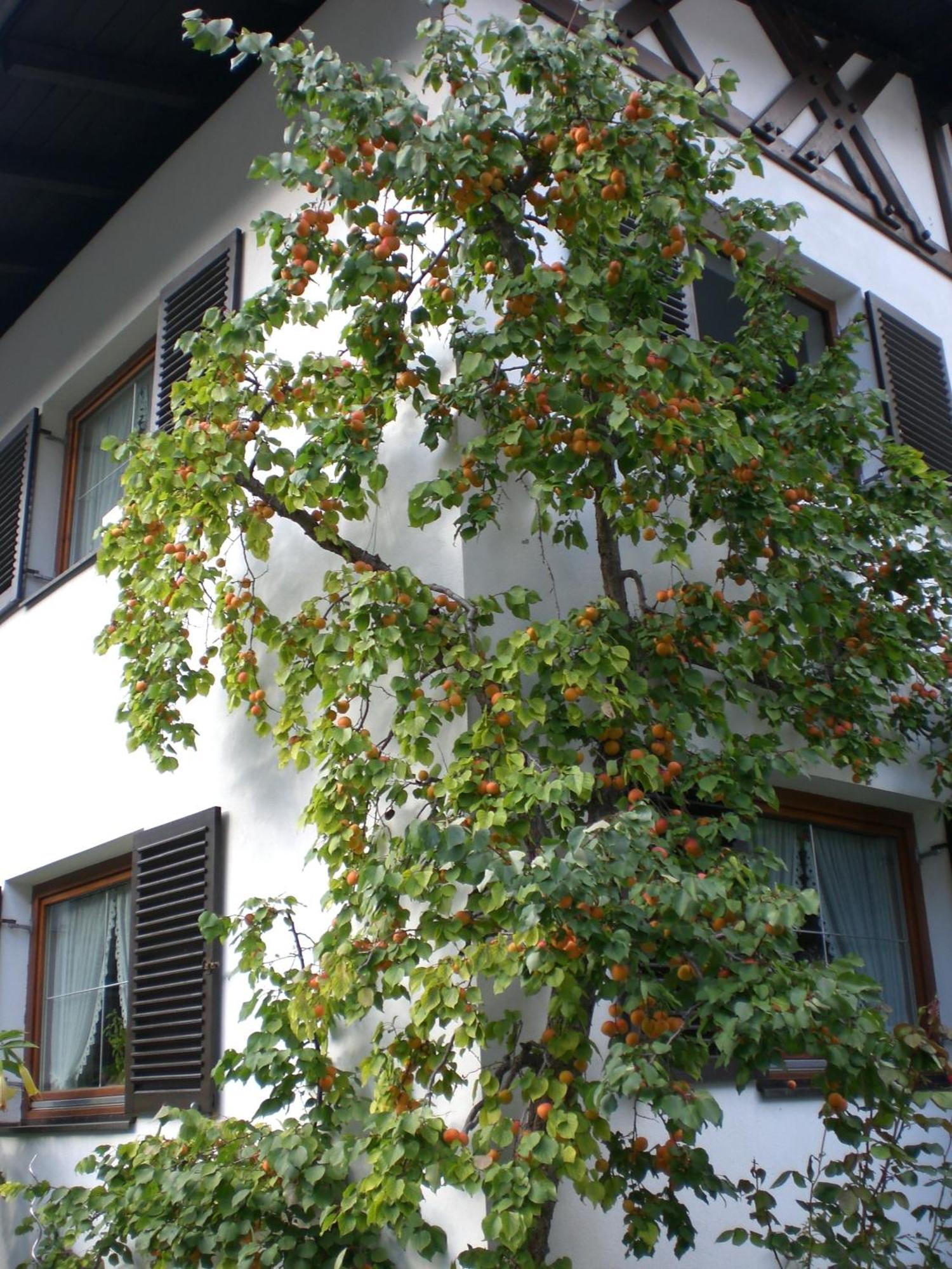 Ferienwohnung Familie Höfler Längenfeld Exterior foto